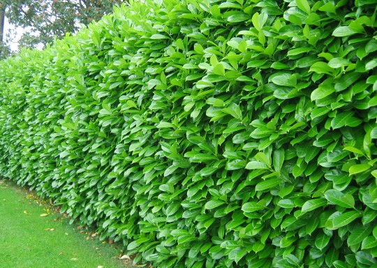 laurier-palme-rotundifolia-taille-6080-cm-pot-de-3-litres-13789001472