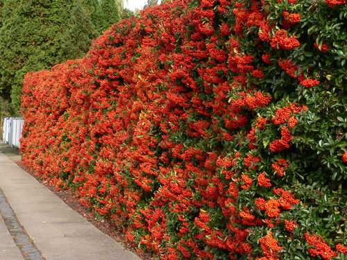 pyracantha-hedge