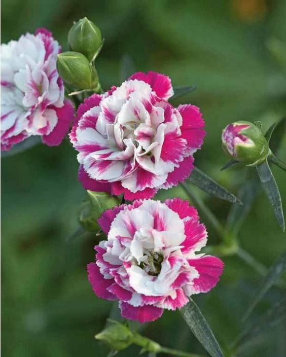 4292538e8c8a2acfd1bcbbab3ffcee9a