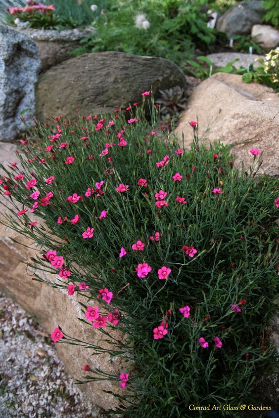 8f5dc108a0c91e847f03df588ee8a491