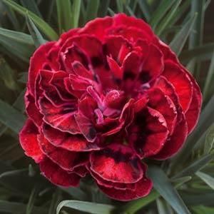 9eb9e4a6f4dc7743a129b299f22b6821