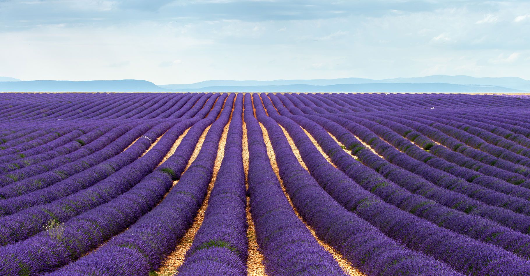 a9936b808c_lavande-v6