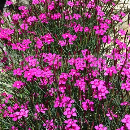 c9653c744cacde00e54f1c26ea6fb678