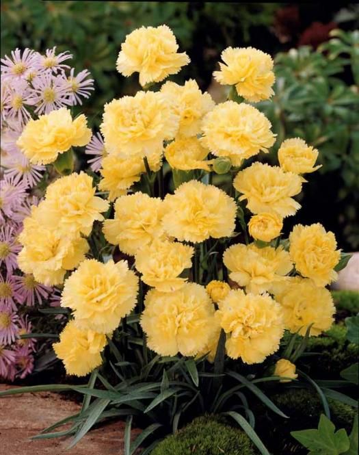 ea2da96ea8587439c66624d5f8095742