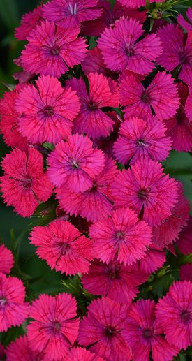 fec8cd024102a978097b8e0a40788775