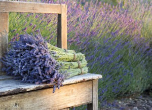 lavande-fleur-300x217