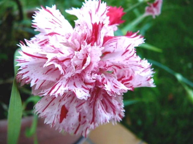 oeillet--panache-1089730235-1096591