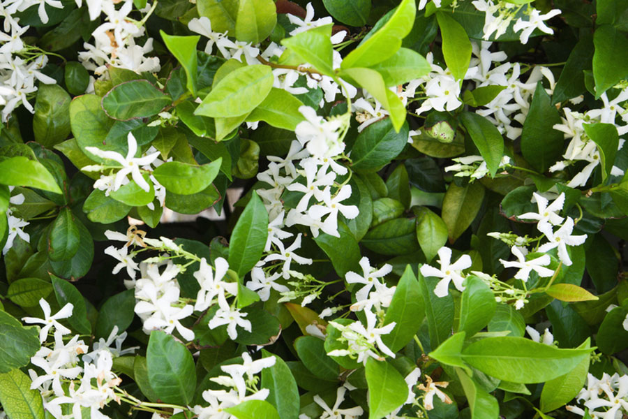 star-jasmine-02