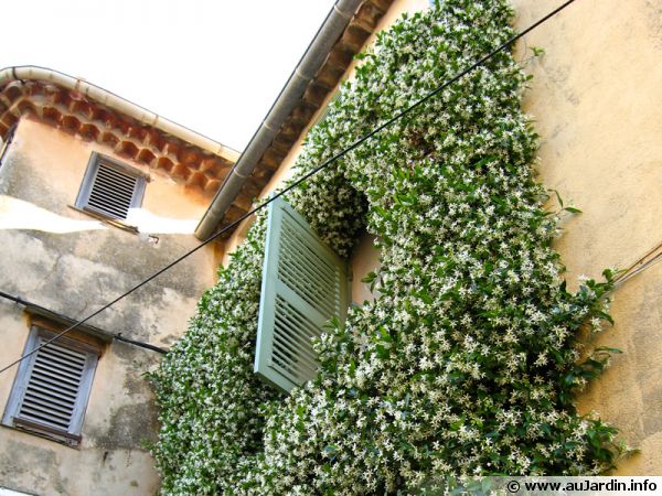 trachelospermum-jasminoides-600x450