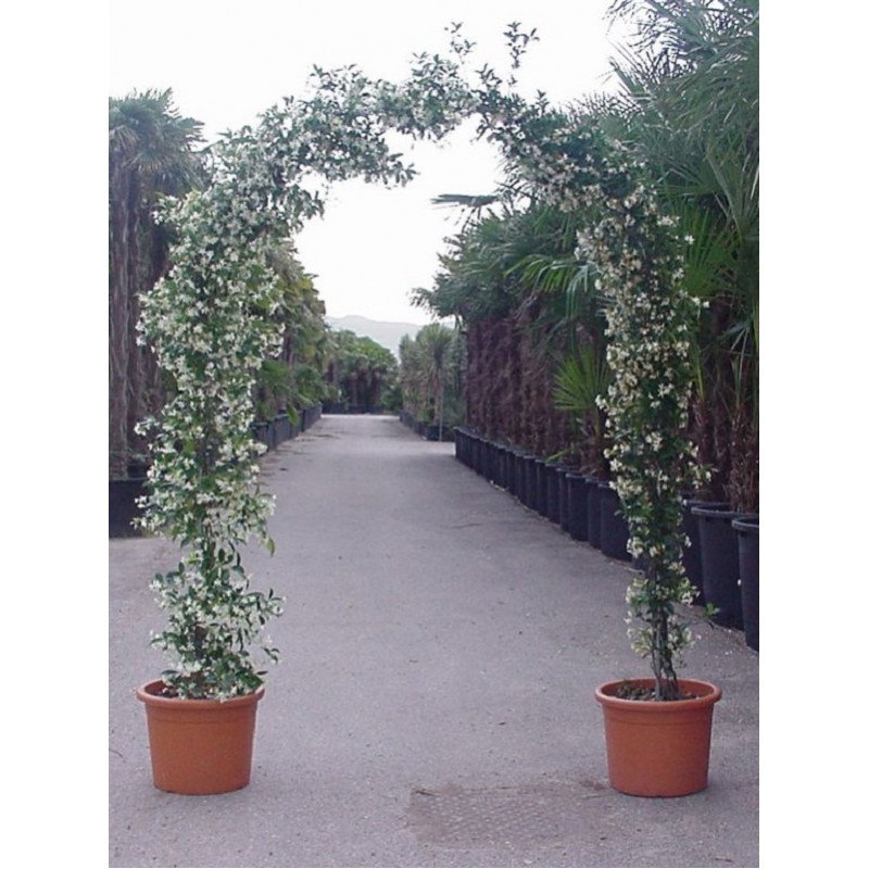 trachelospermum-jasminoides-forme-arche-jasmin-etoile