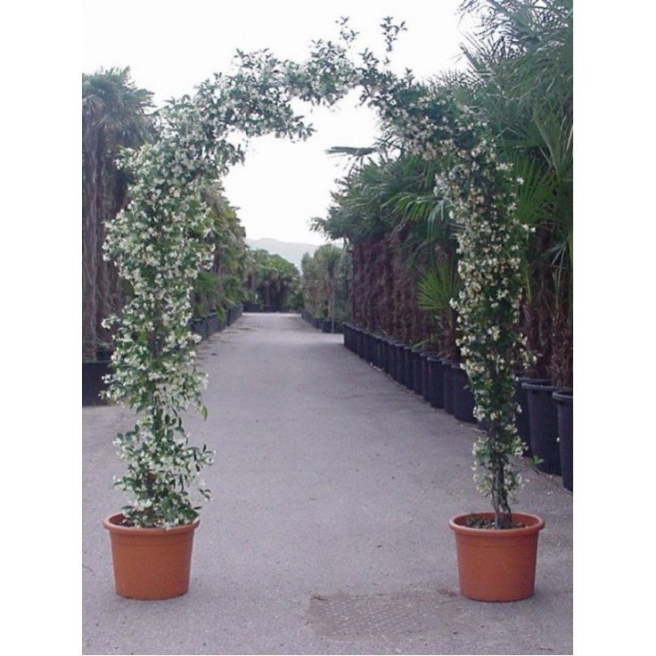 trachelospermum-jasminoides-forme-arche-jasmin-etoile