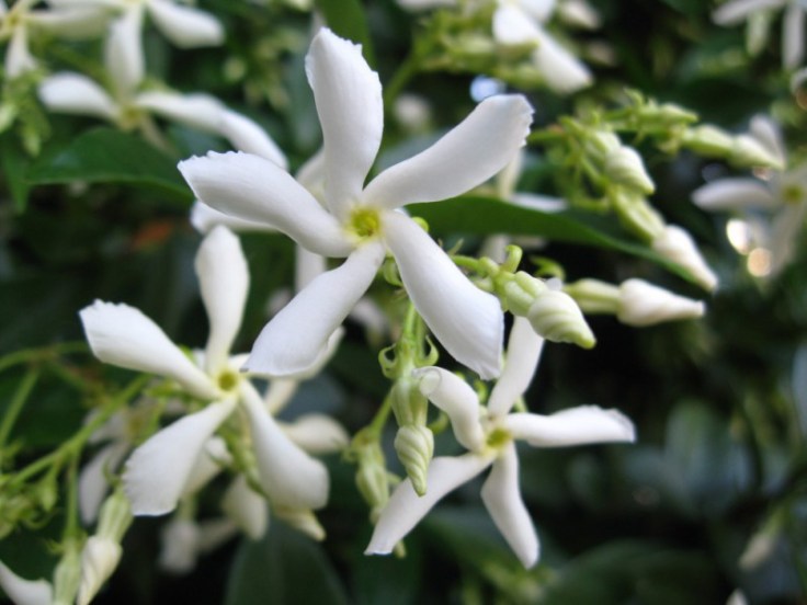 trachelospermum-jasminoides