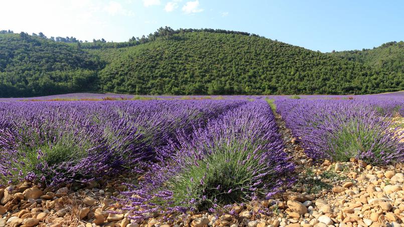 XVM13e08622-49ba-11e5-a727-2bdc3599a802