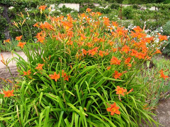 207c16478e6a6f7c772c6e0385daa41b