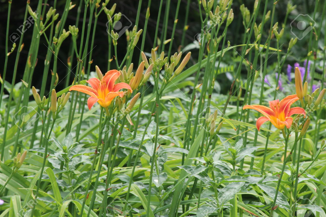 22426807-H-m-rocalle-orange-c-t-d-un-pays-H-m-rocalles-de-la-route-sont-robustes-adaptables-vivaces-vigoureus-Banque-d'images