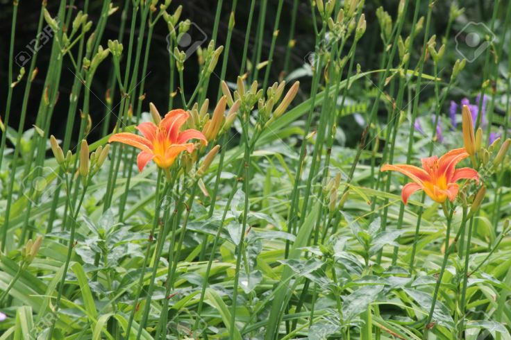 22426807-H-m-rocalle-orange-c-t-d-un-pays-H-m-rocalles-de-la-route-sont-robustes-adaptables-vivaces-vigoureus-Banque-d'images