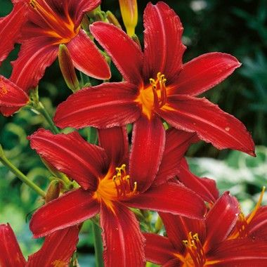 2cd320ef3083b3251bc4718525555159