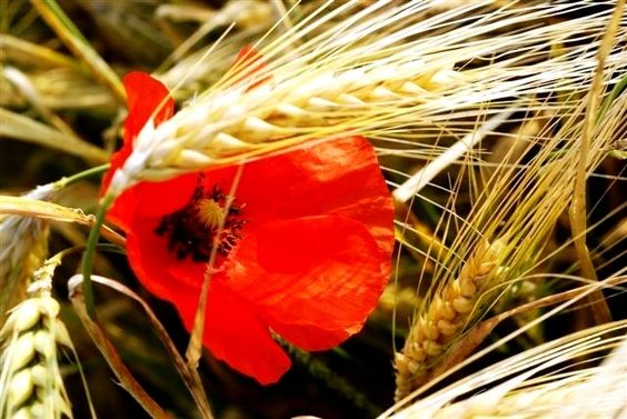 2d1fc79a4ca28745f9fe394367dec865