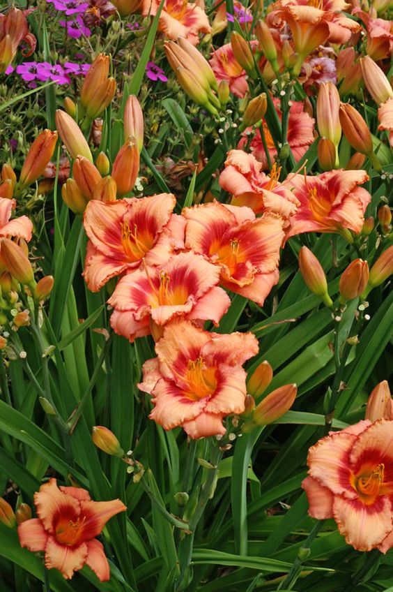 3419377883d9b79587783b735f132f7f