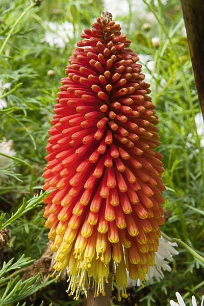 441d5ea43891ab7e1ace7e66f581348e