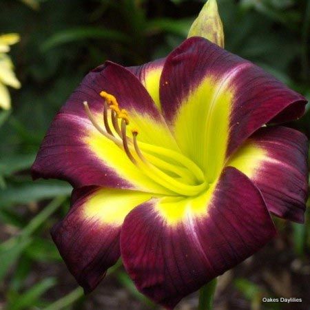 60c16fad65e6051bcb1a5910c066fc25