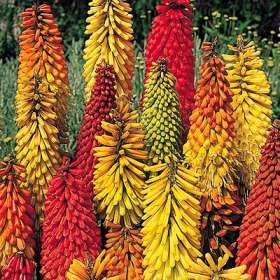 8f1d8335728a7d4e36bc934f367398af