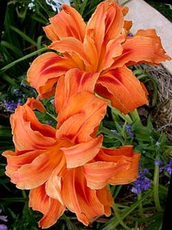 ae849e1a574a08ebb5709c9b8a8ce897