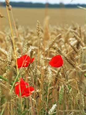 bb0c22f5cb5efa0f35ac712dbe74a401