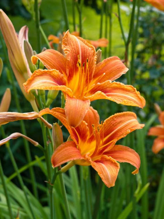 Day lily (Hemerocallis fulva)