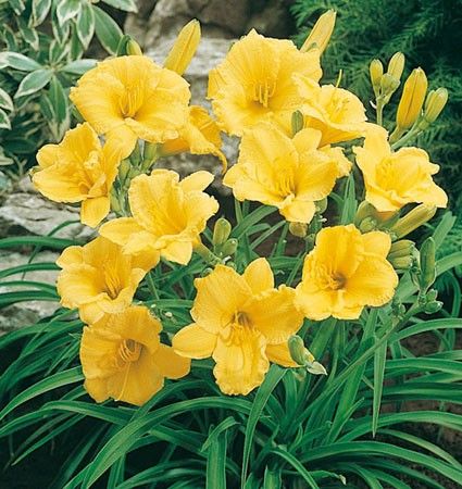 f2b4d2cb7f9cffdd128aa0bb5e93b698