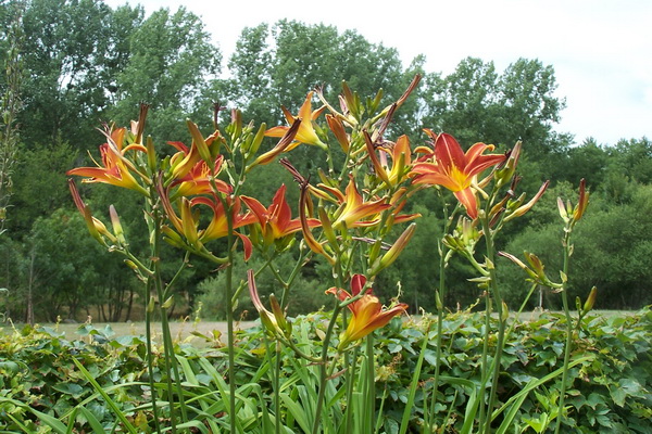 Hemerocallis-Alan_11