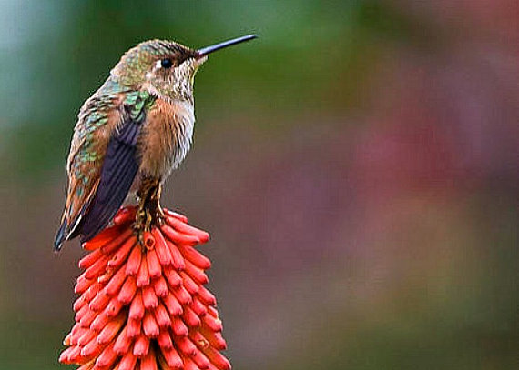 il_570xN.811581821_6kds