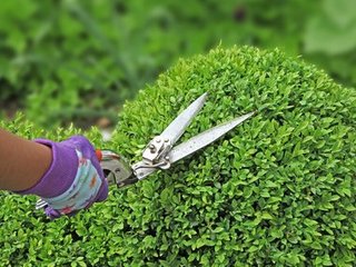 buis-taille-cisaille