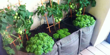 potager-au-balcon-salades-bacsac