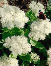 0fade0468081904f4d76dca4a043393f