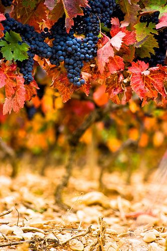 10721c65c3b29bb28ce3cd0efcd6a2db