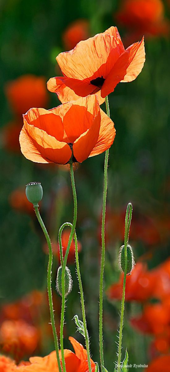 1fa098454616dd7b97d941dbb74e1650