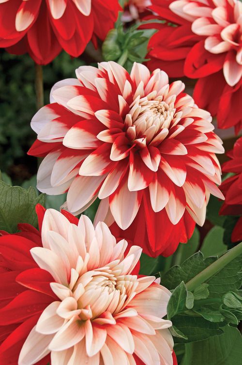 24046f8126fa796eac6377d10d39fa56