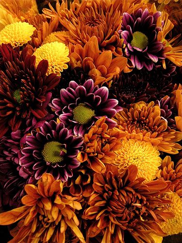 2a496003ebd22a12240fb8488b9a85ce