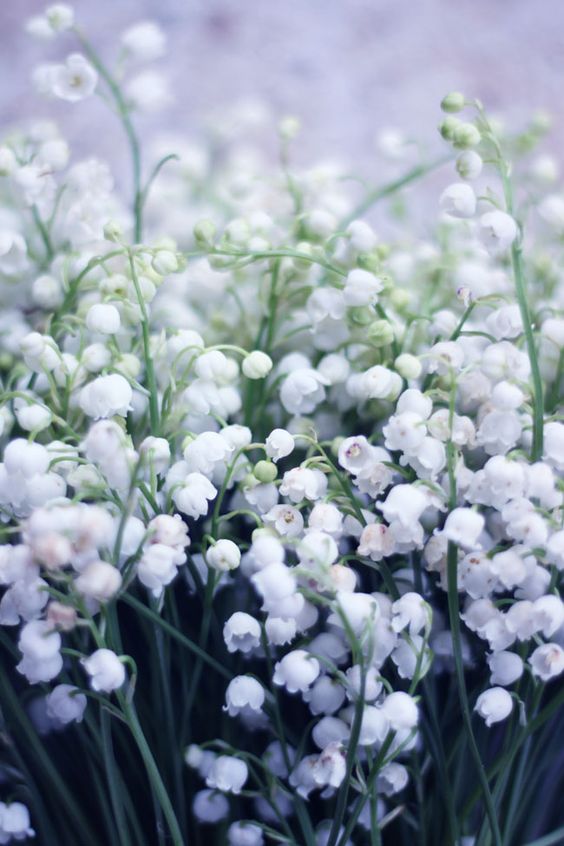 51218f19cf2f1cd62fca1f4c155fdaf0