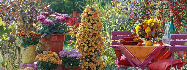 Terrasse en automne : Chrysanthemum (chrysanthËme), graminÈe, potÈe, meuble de jardin, ÈtagËre