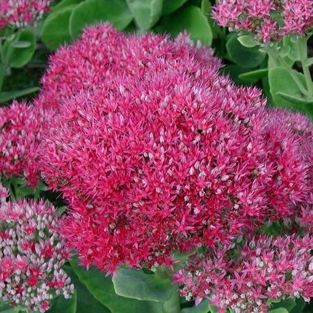 7b3b819a2a94a5d33dc90c44944d8680