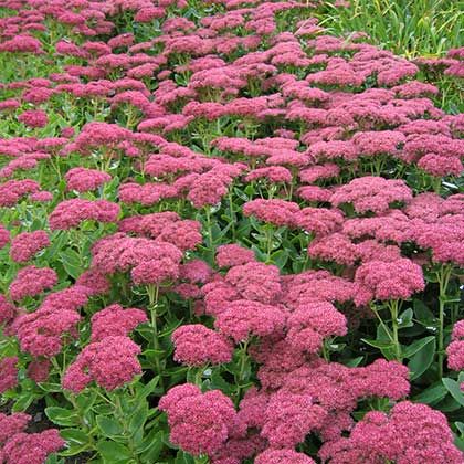 95f1c9855e1a73ca3d385a05744ed42d