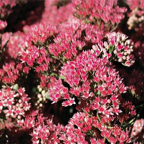 ab2731ab9ad3ea8dc707d0277d90b6e3