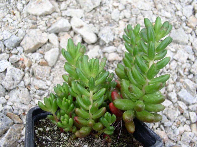 crassulaceae-sedum-x-rubrotinctum-3