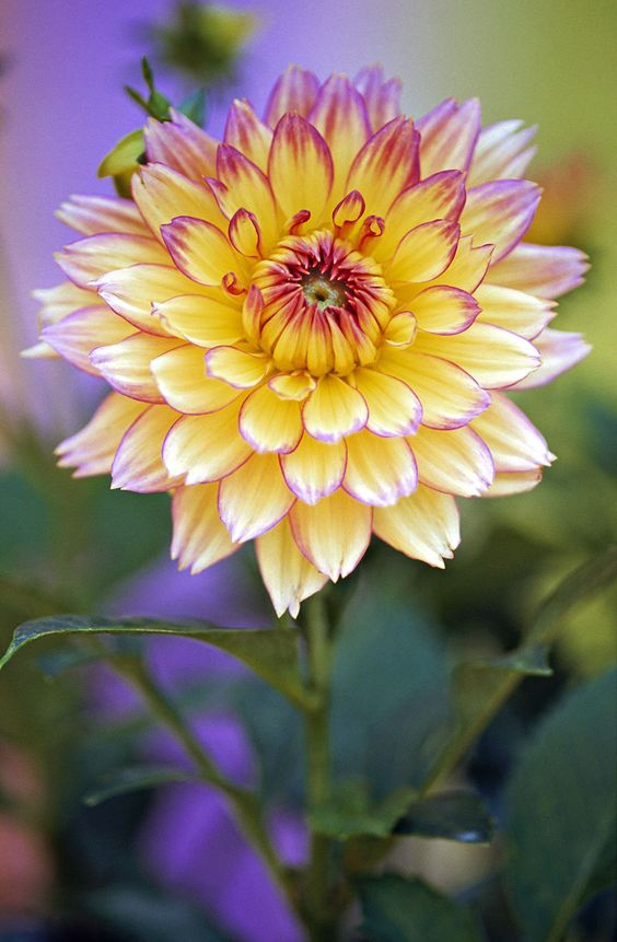 DAHLIA  DAHLIA, For Use In French Speaking Territories Only