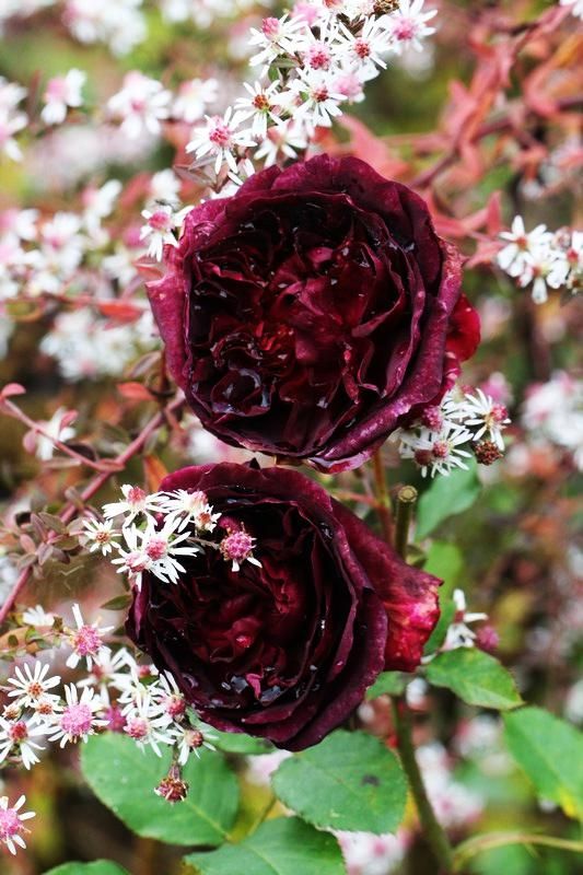 d842bfb154c6433117e01535e0a58a66