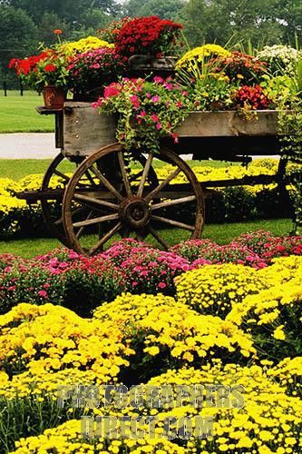 Old wagon and mums at road side farm stand, Columbus, Indiana, USA