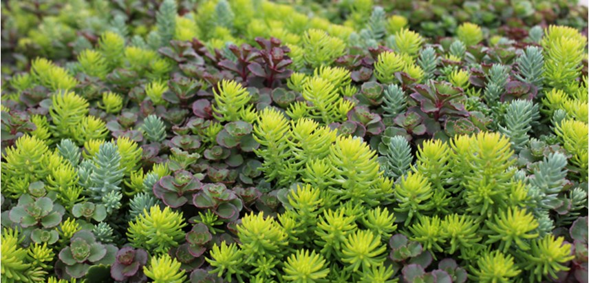 sedum-tile-costa-farms-perennial-hero