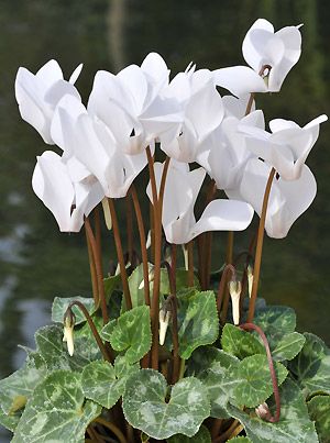 06ff0775adf75412d64ec03b139ca6ce